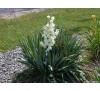 Юкка нитчатая (Yucca filamentosa)